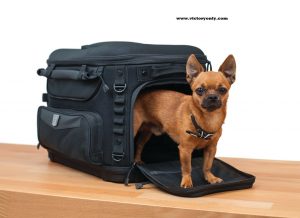 Grand Pet Palace Take your favorite four-legged family member on the road trip of a lifetime with the safest and most versatile motorcycle pet carrier available. Updated styling, amenities, plus additional ventilation and internal space for your fur baby make the Grand Pet Palace the ultimate home away from home for your pet. An internal frame with rigid structural support offers peace of mind knowing your pet is protected. Dims: 18.5" wide x 13" deep x 14“ tall Internal Cubic Inches: 2,700 UV-rated weather-resistant 1200 denier textile material 40% more ventilation with 20% more internal space than previous model New sissy bar strap, multiple D-rings and adjustable straps offer easy, secure mounting options New easy-clean removable foam cushion offers a comfortable ride for your furry friend Pet amenities include internal adjustable leash, two dishes, and removable stash pouch New side-mounted handles plus removable carrying strap offer easy portability Redesigned bottle pocket with MOLLE modular attachment points Internal frame and rigid bottom provides support and protection Top window opens allowing pet to pop its head out Four mesh windows for viewing and optimum ventilation UV-rated weather-resistant 1200 denier textile material with removable rain cover Recommended weight capacity is 20 pounds Fitment: Passenger Seat (With or Without Sissy Bar) or Luggage Rack